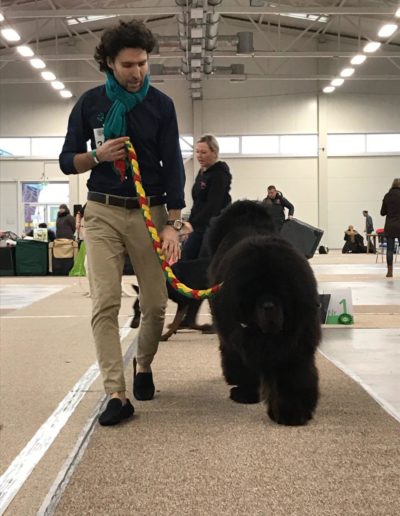 photo tibetan mastiff dog