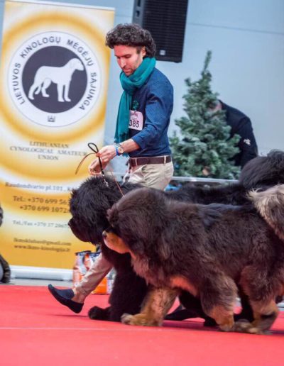 photo tibetan mastiff dog
