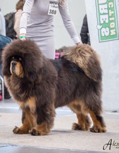 photo tibetan mastiff dog