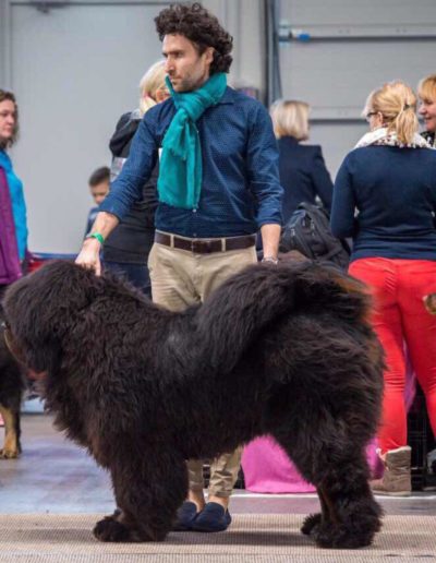 photo tibetan mastiff dog
