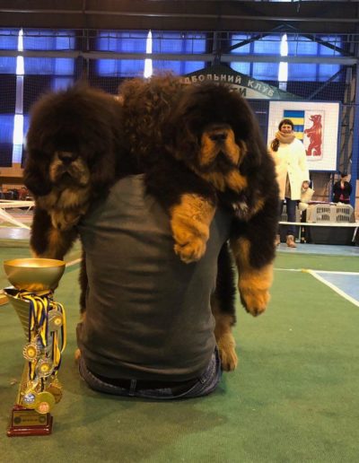 photo tibetan mastiff dog
