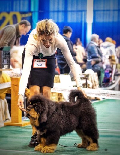 photo tibetan mastiff dog