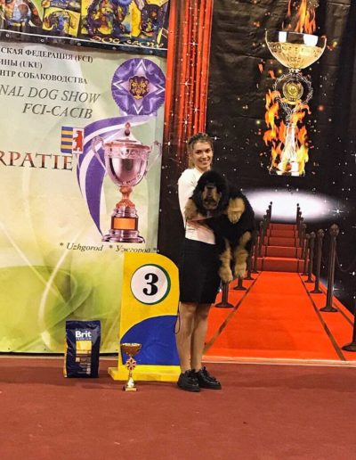 photo tibetan mastiff dog