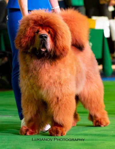 photo tibetan mastiff dog