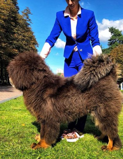photo tibetan mastiff dog