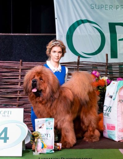 photo tibetan mastiff dog