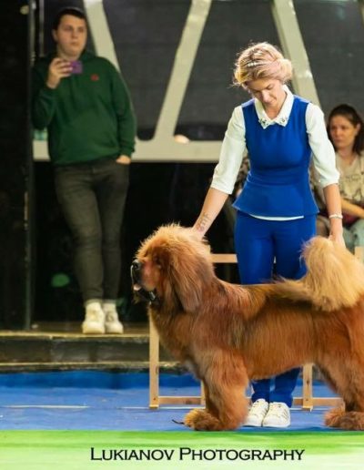 photo tibetan mastiff dog