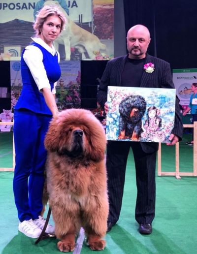 photo tibetan mastiff dog