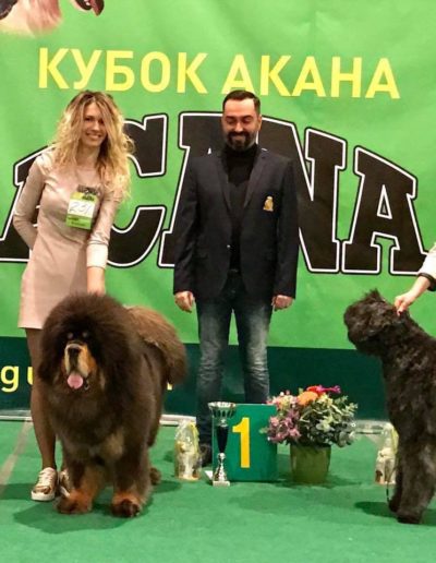photo tibetan mastiff dog