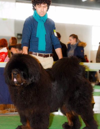 photo tibetan mastiff dog