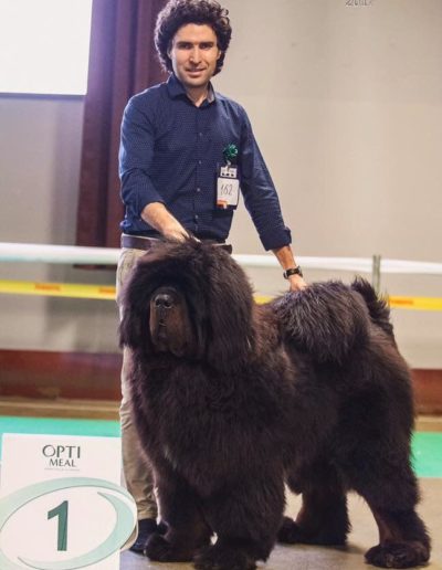 photo tibetan mastiff dog
