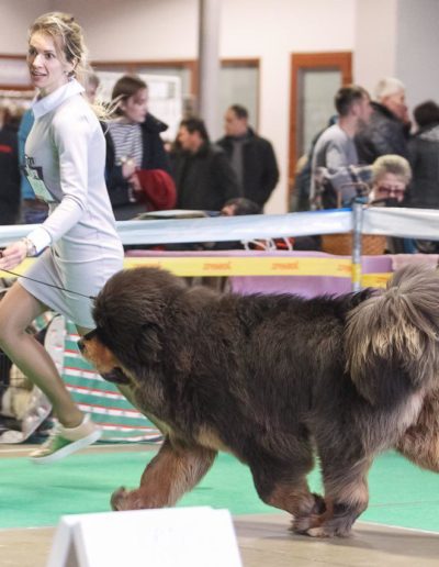 photo tibetan mastiff dog
