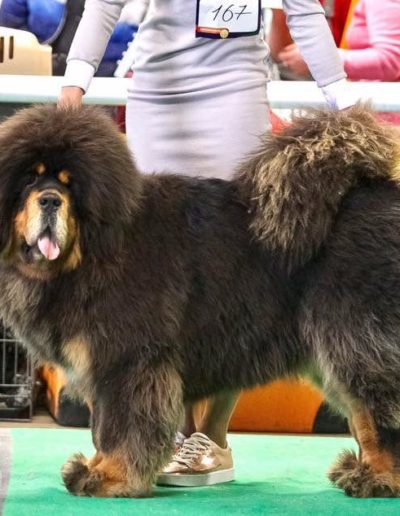 photo tibetan mastiff dog