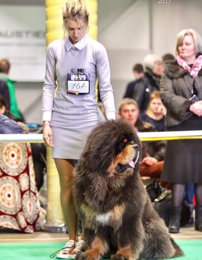 photo tibetan mastiff dog