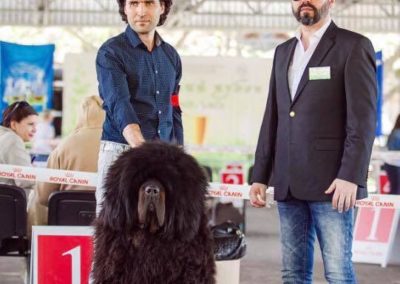 photo tibetan mastiff dog