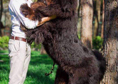 photo tibetan mastiff dog