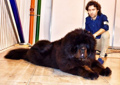 photo tibetan mastiff dog