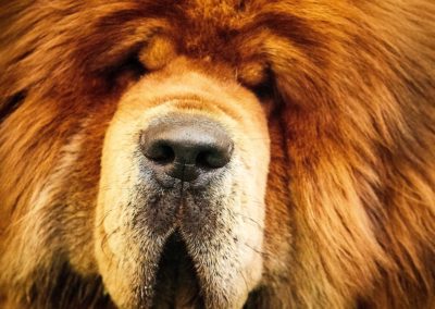 photo tibetan mastiff dog