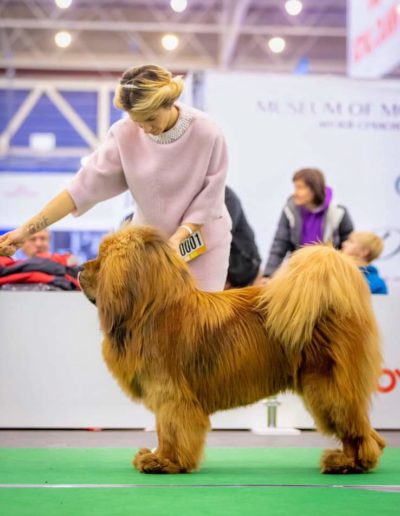 photo tibetan mastiff dog