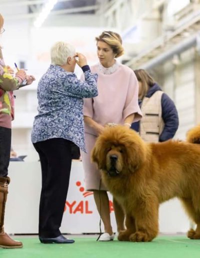 photo tibetan mastiff dog
