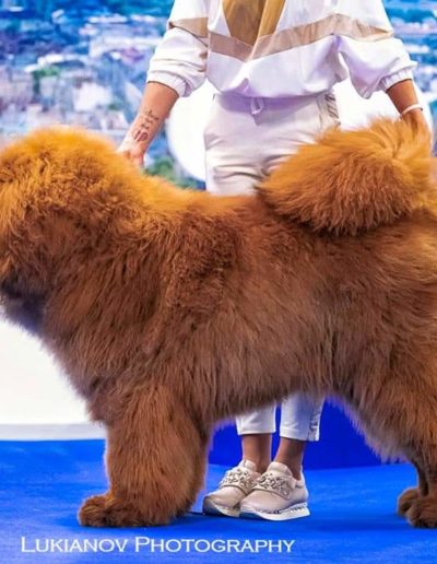 photo tibetan mastiff dog