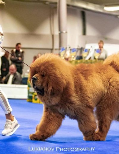 photo tibetan mastiff dog