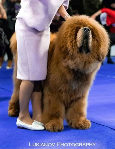 photo tibetan mastiff dog
