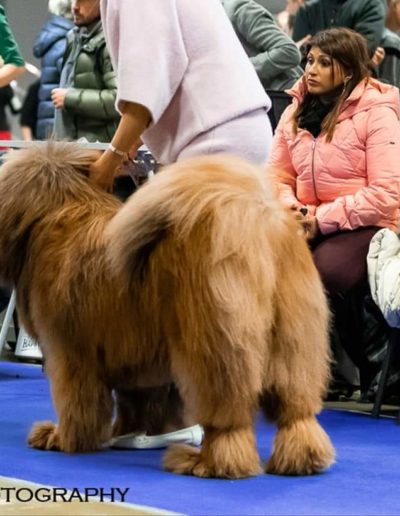 photo tibetan mastiff dog