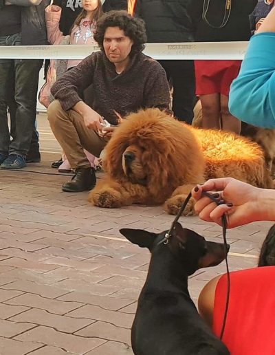 photo tibetan mastiff dog