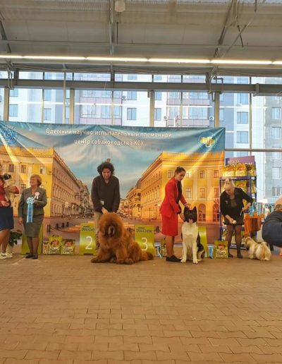photo tibetan mastiff dog