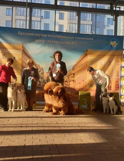 photo tibetan mastiff dog