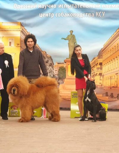 photo tibetan mastiff dog
