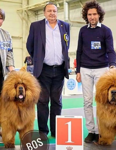 photo tibetan mastiff dog