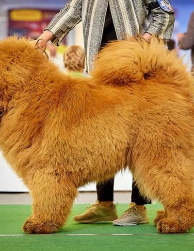 photo tibetan mastiff dog
