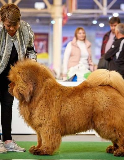 photo tibetan mastiff dog