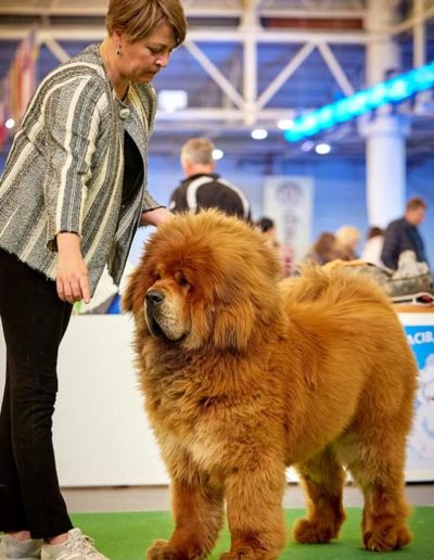 photo tibetan mastiff dog