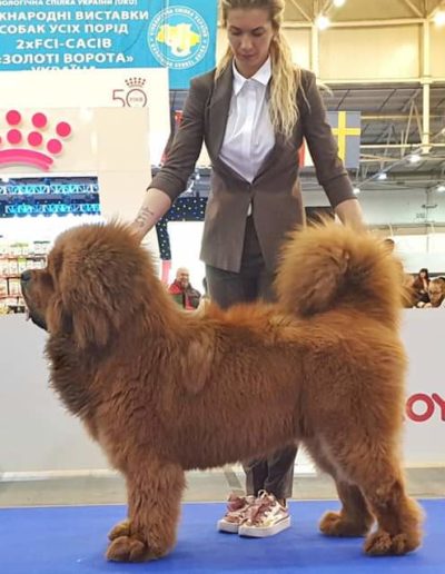 photo tibetan mastiff dog