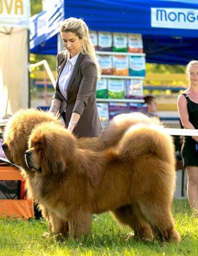 photo tibetan mastiff dog
