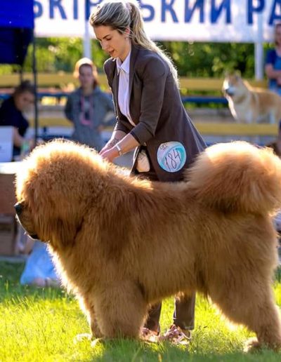 photo tibetan mastiff dog