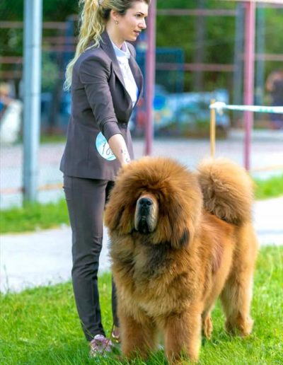 photo tibetan mastiff dog