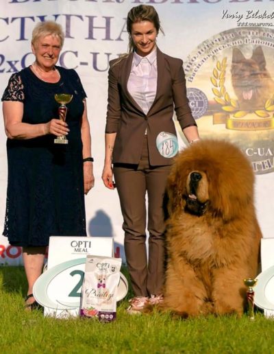 photo tibetan mastiff dog