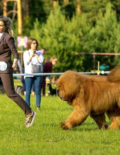 photo tibetan mastiff dog